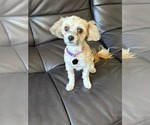 Small #3 Maltese
