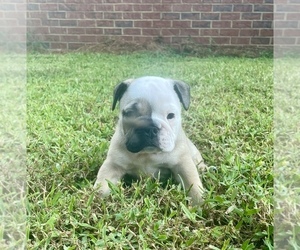 English Bulldog Puppy for sale in BRUNSWICK, GA, USA