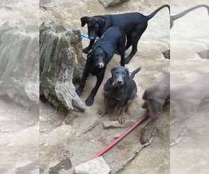 Doberman Pinscher Puppy for sale in CEDAR MOUNTAIN, NC, USA