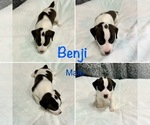 Image preview for Ad Listing. Nickname: Benji