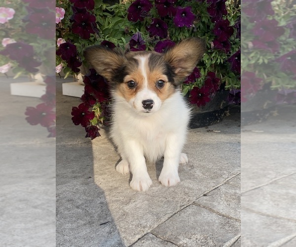 Medium Photo #1 Papillon Puppy For Sale in CANOGA, NY, USA