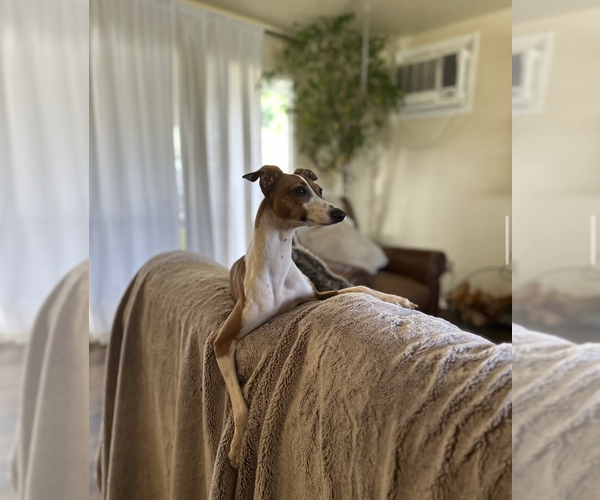 Medium Photo #1 Italian Greyhound Puppy For Sale in BEAUMONT, CA, USA