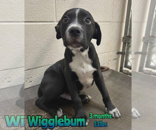 Medium Photo #6 Labrador Retriever-Unknown Mix Puppy For Sale in Woodbury, NY, USA