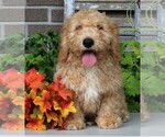 Small Photo #4 Miniature Labradoodle Puppy For Sale in FREDERICKSBURG, OH, USA