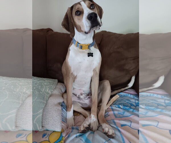 Medium Photo #7 Mutt Puppy For Sale in Morganville, NJ, USA