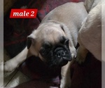 Small #6 Pug