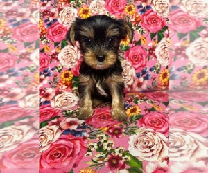 Yorkshire Terrier Puppy for sale in GRAHAM, TX, USA