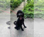 Small Labrador Retriever