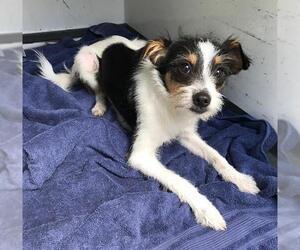 Parson Russell Terrier Dogs for adoption in Orange, CA, USA