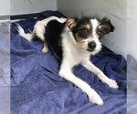 Small Parson Russell Terrier