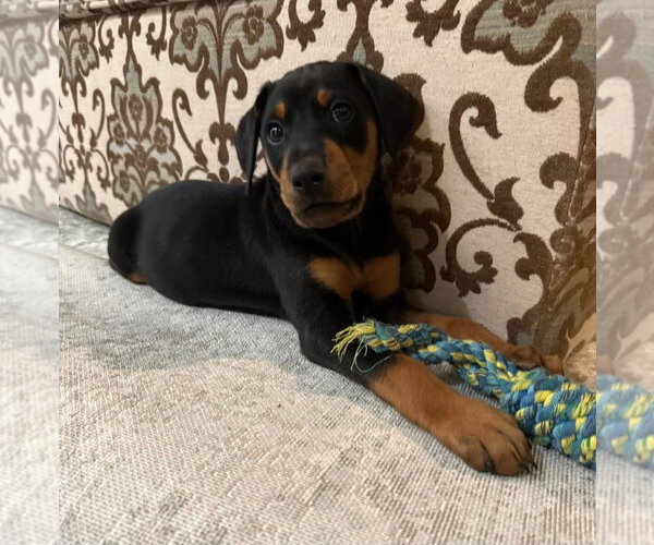 Medium Photo #3 Doberman Pinscher-Unknown Mix Puppy For Sale in Buffalo, MN, USA