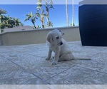 Small Photo #55 Labradoodle Puppy For Sale in FORT LAUDERDALE, FL, USA