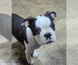 Boston Terrier Puppy for sale in BROOKSVILLE, FL, USA