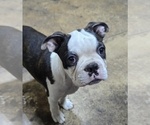 Image preview for Ad Listing. Nickname: Bongo