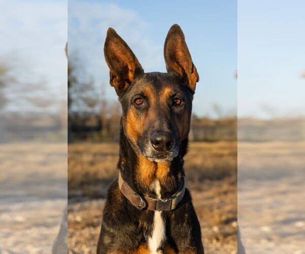 Medium Photo #3 German Shepherd Dog Puppy For Sale in Devine, TX, USA