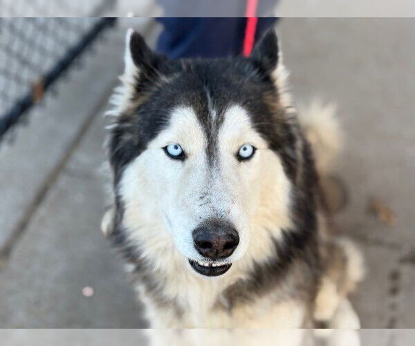Medium Photo #1 Alaskan Malamute Puppy For Sale in Tulsa, OK, USA