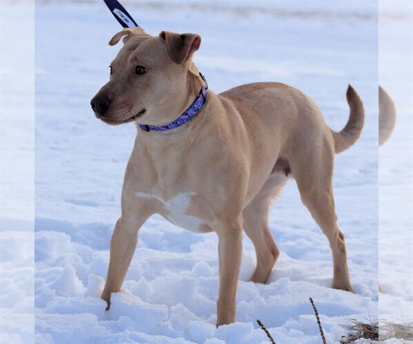 Medium Photo #10 Chihuahua Puppy For Sale in Estherville, IA, USA