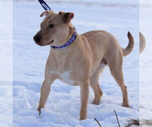 Raya - Female Chihuahua Dog for Adoption - Photo #10