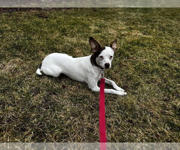 Medium Photo #10 Rat-Cha Puppy For Sale in Grafton, WI, USA