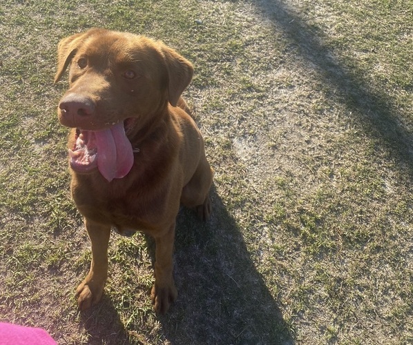 Medium Photo #1 Labrador Retriever Puppy For Sale in GARLAND, NC, USA