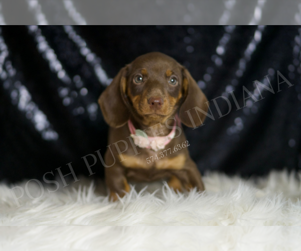 Medium Photo #3 Dachshund Puppy For Sale in WARSAW, IN, USA