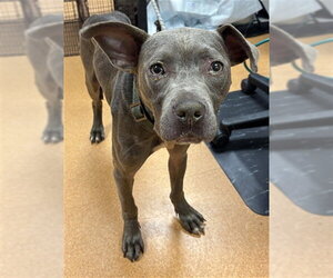 Mutt Dogs for adoption in Martinez, CA, USA