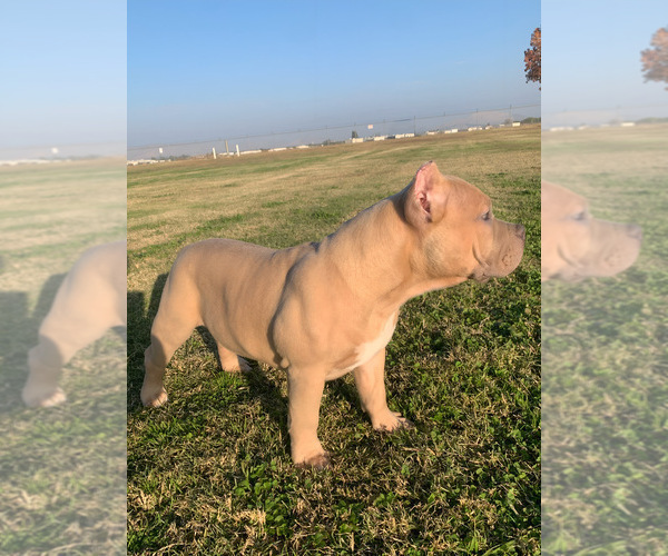 Medium Photo #3 American Bully Puppy For Sale in BAKERSFIELD, CA, USA
