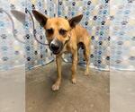 Small Black Mouth Cur