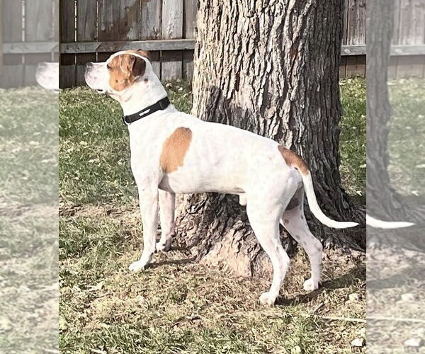 Medium Photo #27 American Pit Bull Terrier-Unknown Mix Puppy For Sale in Germantown, OH, USA