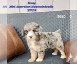 Puppy Benny Australian Shepherd-Bernedoodle Mix