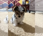 Small #1 Yorkshire Terrier