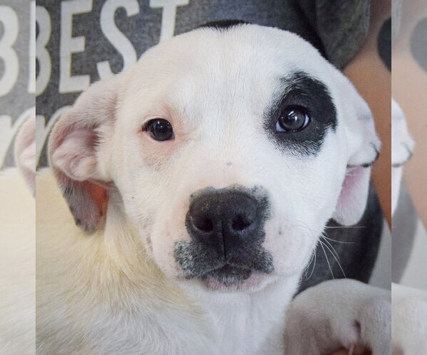 Medium Photo #2 American Staffordshire Terrier-Labrador Retriever Mix Puppy For Sale in Huntley, IL, USA