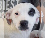Small #1 American Staffordshire Terrier-Labrador Retriever Mix