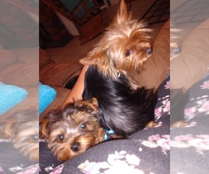 Mother of the Yorkshire Terrier puppies born on 12/05/2020