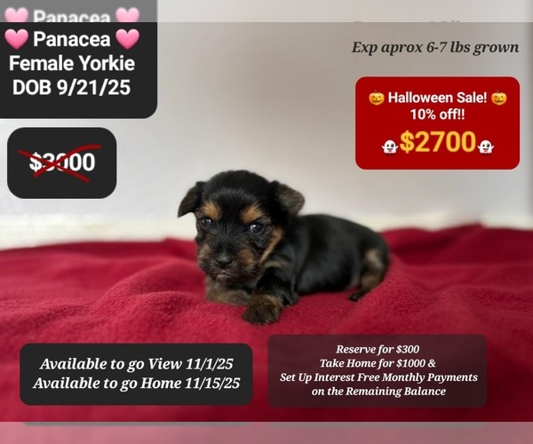 Medium Photo #1 Yorkshire Terrier Puppy For Sale in TUCSON, AZ, USA