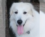 Small #31 Great Pyrenees