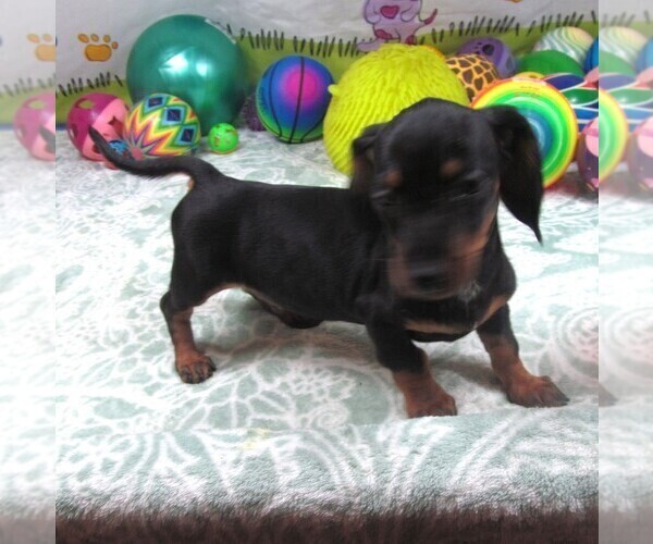 Medium Photo #1 Dachshund Puppy For Sale in RATTAN, OK, USA