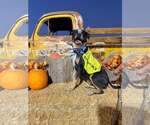 Small #6 American Pit Bull Terrier-Australian Cattle Dog Mix