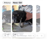 Small #1 Great Pyrenees-Rottweiler Mix