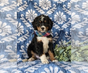 Bernedoodle (Miniature) Puppy for sale in OXFORD, PA, USA