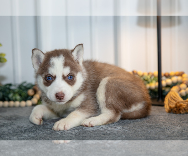 Medium Photo #3 Siberian Husky Puppy For Sale in SHREVE, OH, USA