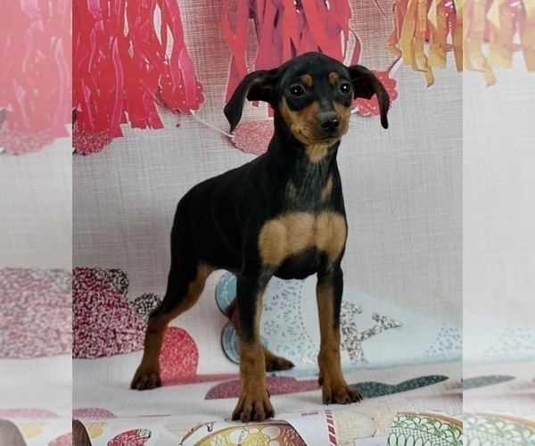 Medium Photo #3 Miniature Pinscher Puppy For Sale in WARSAW, IN, USA