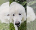Small #2 Great Pyrenees