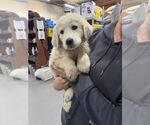 Small Great Pyrenees