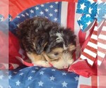 Small Photo #4 Aussiedoodle Miniature  Puppy For Sale in PARKER, PA, USA