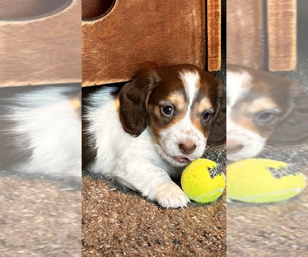 Medium Photo #3 Dachshund Puppy For Sale in CHECOTAH, OK, USA