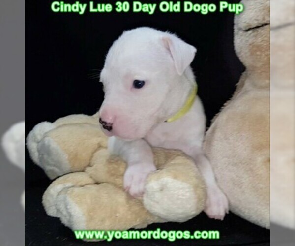 Medium Photo #52 Dogo Argentino Puppy For Sale in PINEVILLE, MO, USA
