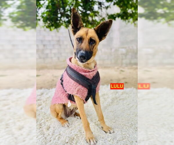 Medium Photo #1 Mutt Puppy For Sale in Woodland Hills, CA, USA