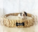 Small #2 Dachshund