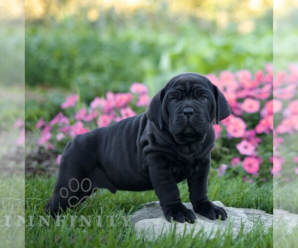 Medium Photo #3 Cane Corso Puppy For Sale in LANCASTER, PA, USA